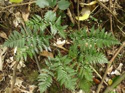 Polystichum neozelandicum. Mature plant growing from an erect rhizome.
 Image: L.R. Perrie © Leon Perrie CC BY-NC 3.0 NZ